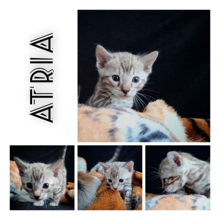 snow Bengal Kater Katze nach Sternen benannt mink 6 Kitten mit Stammbaum Gesundheitsvorsorge