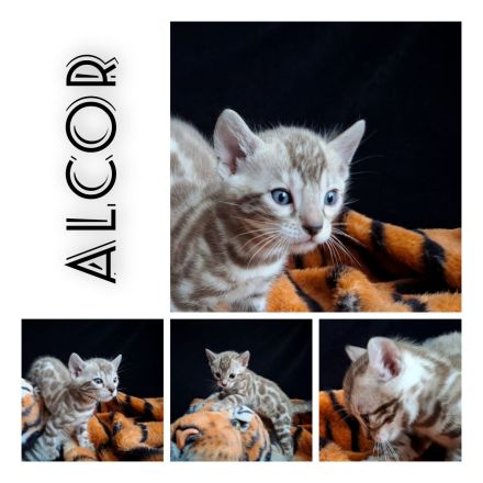 snow Bengal Kater Katze nach Sternen benannt mink 6 Kitten mit Stammbaum Gesundheitsvorsorge
