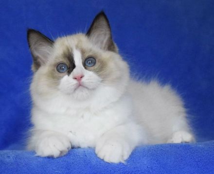 Ragdollkitten