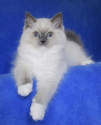 Ragdollkitten