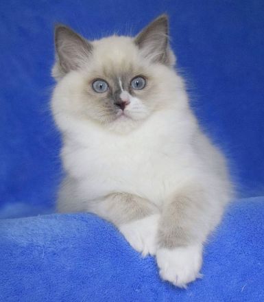 Ragdollkitten