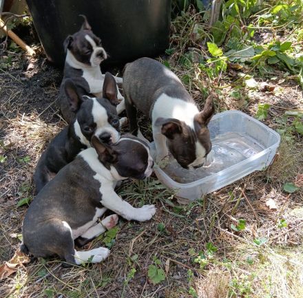 Boston Terrier Welpen mit viel Charme, FCI Ahnentafel