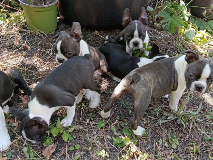 Boston Terrier Welpen mit viel Charme, FCI Ahnentafel