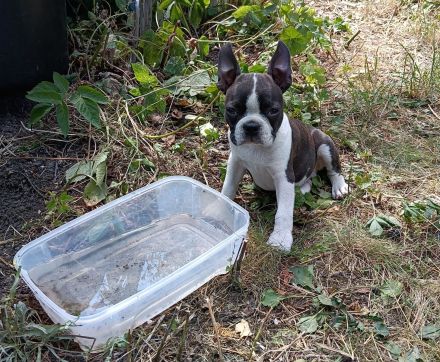 Boston Terrier Welpen mit viel Charme, FCI Ahnentafel