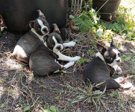 Boston Terrier Welpen mit viel Charme, FCI Ahnentafel