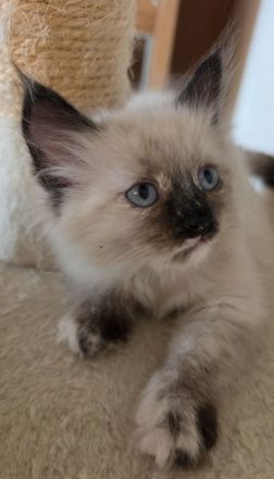 Neva masquerade Kitten