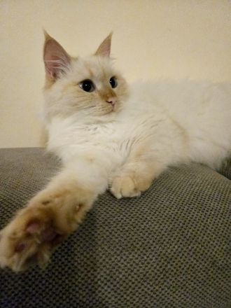Neva masquerade Kitten