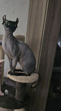 Sphynx Deckkater gesucht