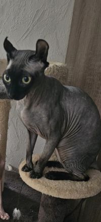 Sphynx Deckkater gesucht