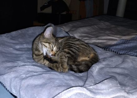 Liebevolles Zuhause für kleine Katze gesucht