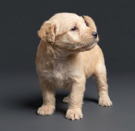 Lakeland Terrier Welpen