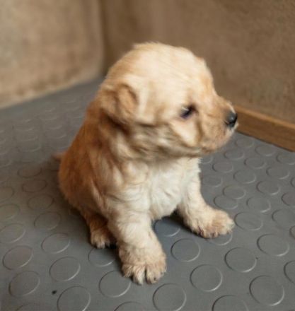 Lakeland Terrier Welpen