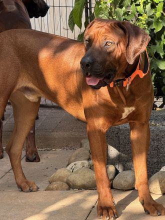 Rhodesian Ridgeback (Deckrüde)