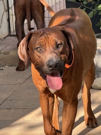 Rhodesian Ridgeback (Deckrüde)