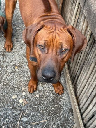 Rhodesian Ridgeback (Deckrüde)