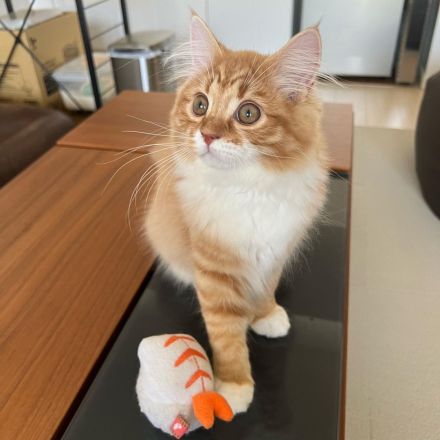 Sibirische Katze (weiblich)