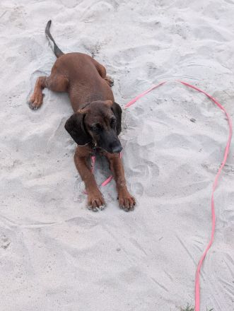 BGS Rüde Milow sucht ein verantwortungsvolles Zuhause