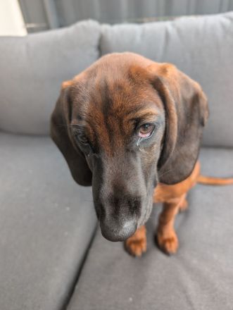 BGS Rüde Milow sucht ein verantwortungsvolles Zuhause