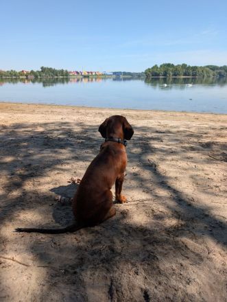 BGS Rüde Milow sucht ein verantwortungsvolles Zuhause