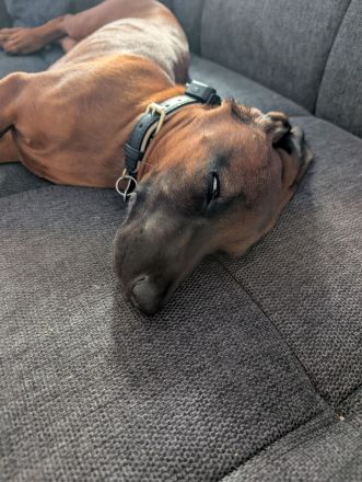 BGS Rüde Milow sucht ein verantwortungsvolles Zuhause