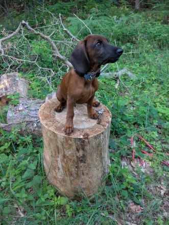 BGS Rüde Milow sucht ein verantwortungsvolles Zuhause