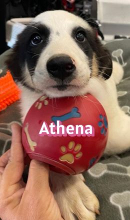Adora, Argos, Ariadne, Athena und Artemis, 03/26 - 5 Babies auf der Suche nach Glück