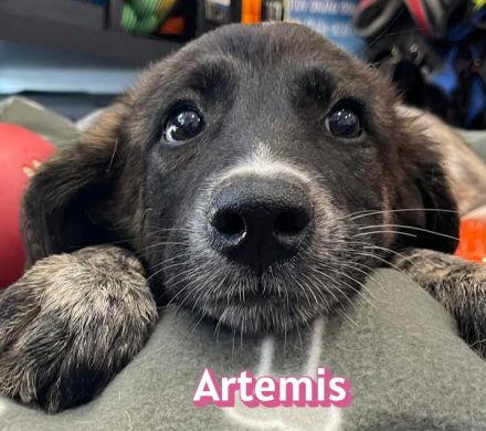 Adora, Argos, Ariadne, Athena und Artemis, 03/26 - 5 Babies auf der Suche nach Glück