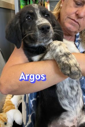 Adora, Argos, Ariadne, Athena und Artemis, 03/26 - 5 Babies auf der Suche nach Glück