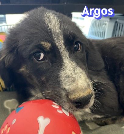 Adora, Argos, Ariadne, Athena und Artemis, 03/26 - 5 Babies auf der Suche nach Glück