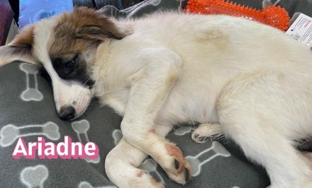 Adora, Argos, Ariadne, Athena und Artemis, 03/26 - 5 Babies auf der Suche nach Glück