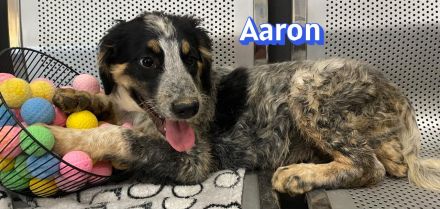 Aaron, Adora, Ariadne, Athena 03/26 - 4 Babies