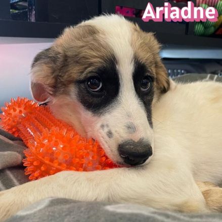 Adora, Argos, Ariadne, Athena und Artemis, 03/26 - 5 Babies auf der Suche nach Glück