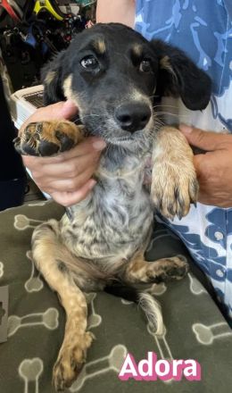Adora, Argos, Ariadne, Athena und Artemis, 03/26 - 5 Babies auf der Suche nach Glück