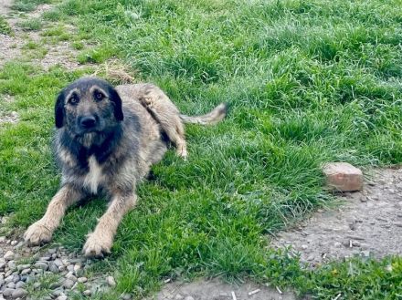Zauberhafte Mystery sucht liebevolles ländliches Zuhause