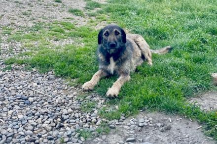 Zauberhafte Mystery sucht liebevolles ländliches Zuhause
