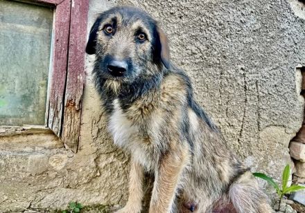 Zauberhafte Mystery sucht liebevolles ländliches Zuhause