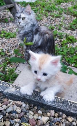 Maine Coon Kitten suchen neuen Kletterbaum