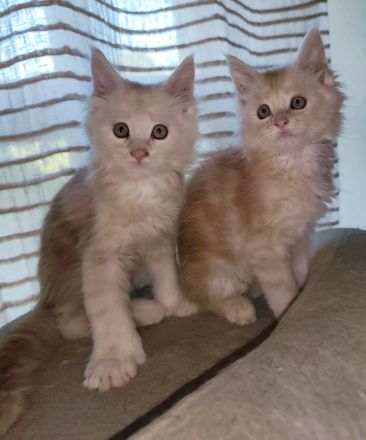 Maine Coon Kitten suchen neuen Kletterbaum