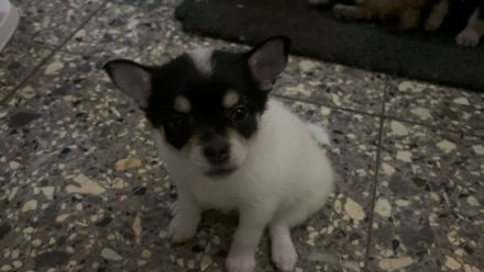 Chihuahua Zwergspitz Pomerainien Mix suchen liebevolles Zuhause