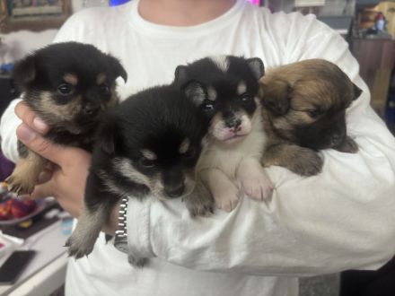 Chihuahua Zwergspitz Pomerainien Mix suchen liebevolles Zuhause