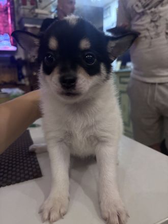 Chihuahua Zwergspitz Pomerainien Mix suchen liebevolles Zuhause