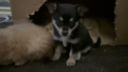 Chihuahua Zwergspitz Pomerainien Mix suchen liebevolles Zuhause