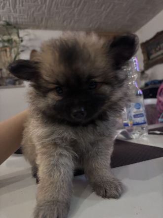 Chihuahua Zwergspitz Pomerainien Mix suchen liebevolles Zuhause