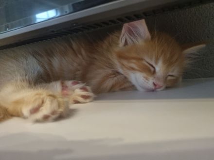Zauberhafte Maine-Coon-Kitten suchen liebevolles Zuhause