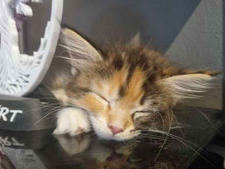 Zauberhafte Maine-Coon-Kitten suchen liebevolles Zuhause