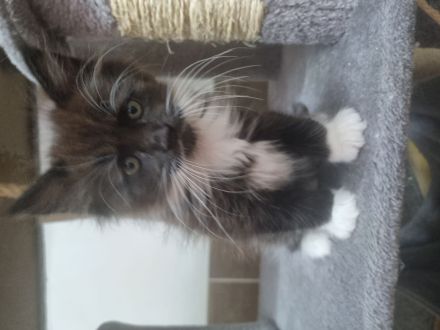Zauberhafte Maine-Coon-Kitten suchen liebevolles Zuhause