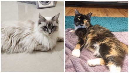 Zauberhafte Maine-Coon-Kitten suchen liebevolles Zuhause