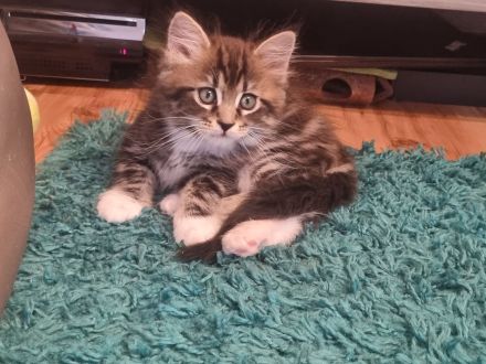 Zauberhafte Maine-Coon-Kitten suchen liebevolles Zuhause
