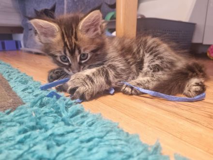 Zauberhafte Maine-Coon-Kitten suchen liebevolles Zuhause