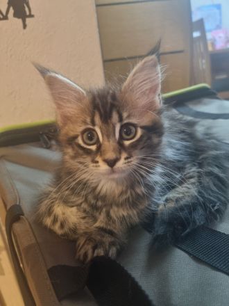Zauberhaftes Maine-Coon-Kitten Mädel sucht liebevolles Zuhause
